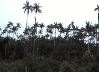 BOSQUE DE PALMERAS DE SAN JOSE Y OCOL 05