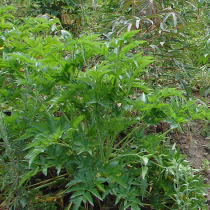 COCACHIMBA AGRONOMIA 04