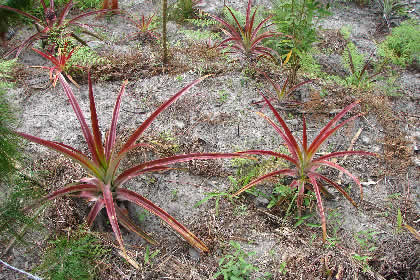 COCACHIMBA AGRONOMIA 07