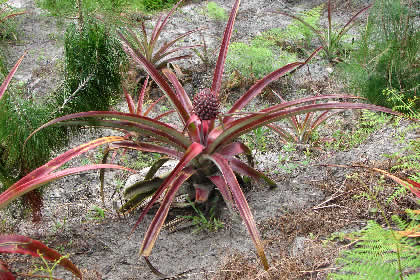 COCACHIMBA AGRONOMIA 08