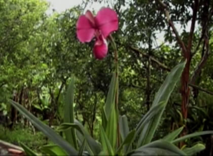 ORQUIDEA PHRAGMIPEDIUM KOVACHII 01