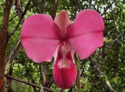 ORQUIDEA PHRAGMIPEDIUM KOVACHII 02