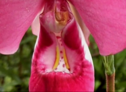 ORQUIDEA PHRAGMIPEDIUM KOVACHII 03