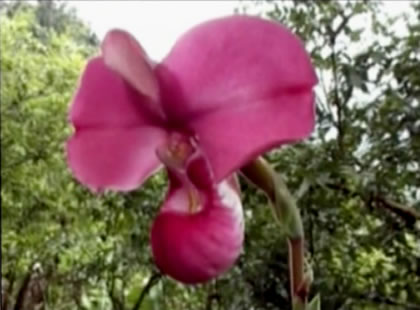 ORQUIDEA PHRAGMIPEDIUM KOVACHII 05