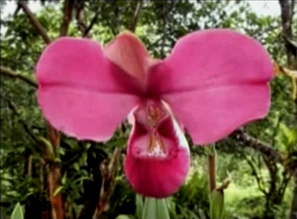 ORQUIDEA PHRAGMIPEDIUM KOVACHII 06