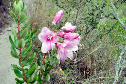 PUEBLO DE MUERTOS - FLORA 12