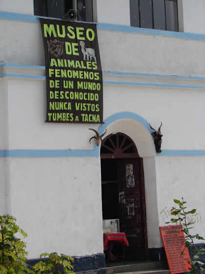 MUSEO DE ANIMALES FENOMENOS 01