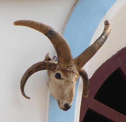 MUSEO DE ANIMALES FENOMENOS 04