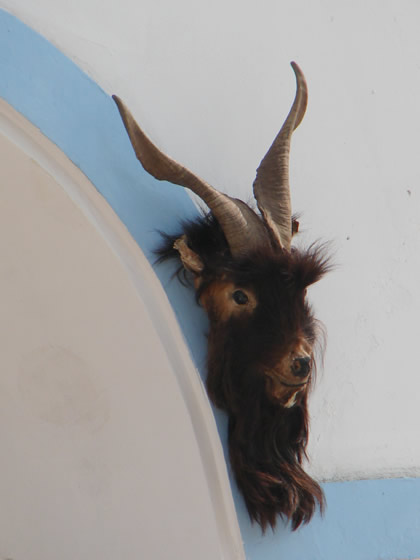MUSEO DE ANIMALES FENOMENOS 05