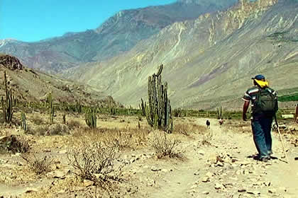 BOSQUE DE CACTACEAS DE JUDIOPAMPA 01