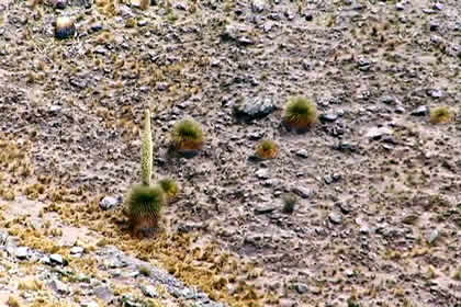 BOSQUE PUYAS RAYMONDI 01