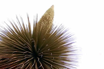 BOSQUE PUYAS RAYMONDI 02