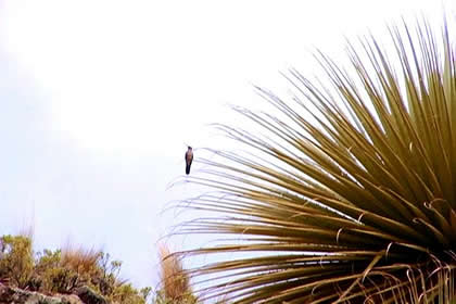 BOSQUE PUYAS RAYMONDI 07