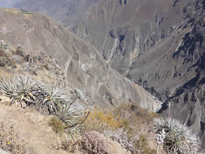 CA�ON DEL COLCA 11