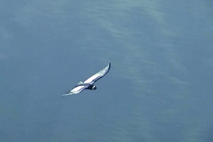 CONDOR Y VICU�A 03