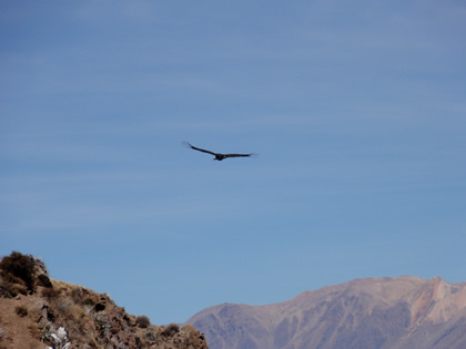 EL VUELO DEL CONDOR 04