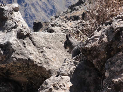 EL VUELO DEL CONDOR 09
