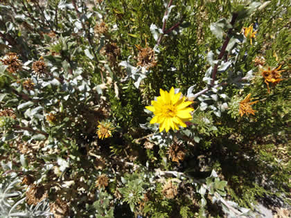 FLORA COLCA 03