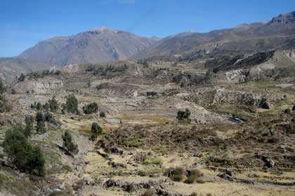 MACA 08