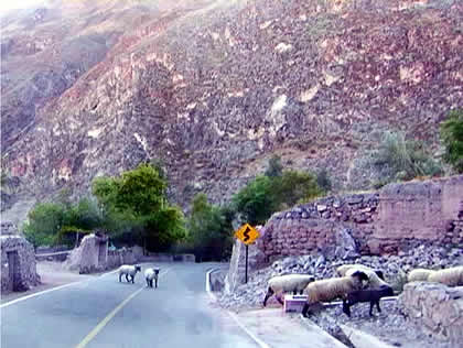 PAMPAMARCA 02