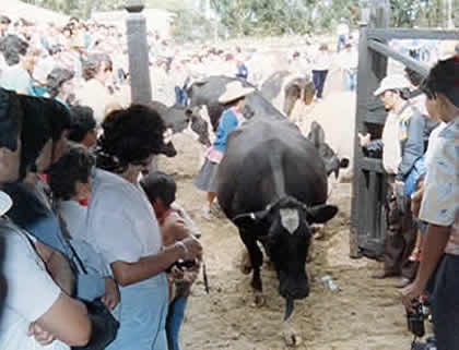 HACIENDA LA COLPA LLAMADO DE LAS VACAS 07