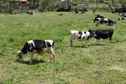LA GANADERIA EN CAJAMARCA 05