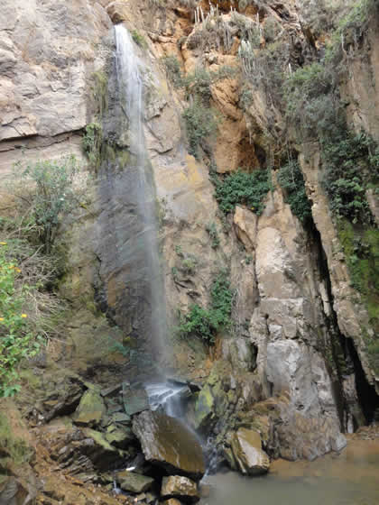 LLACANORA CATARATAS HEMBRA Y MACHO 06