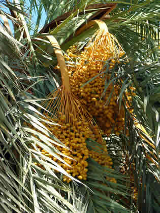 DATILES EN PALPA 03