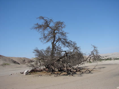 EL HUARANGO MILENARIO 01