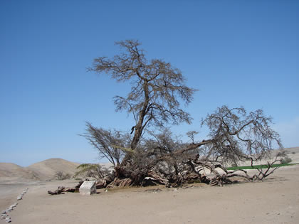 EL HUARANGO MILENARIO 02