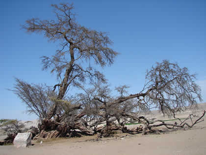 EL HUARANGO MILENARIO 03