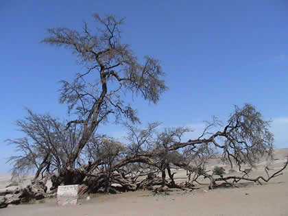 EL HUARANGO MILENARIO 04