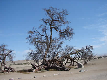 EL HUARANGO MILENARIO 05