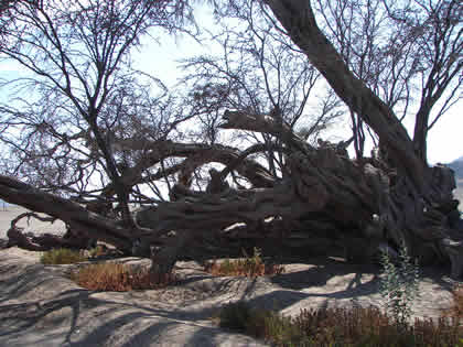 EL HUARANGO MILENARIO 08