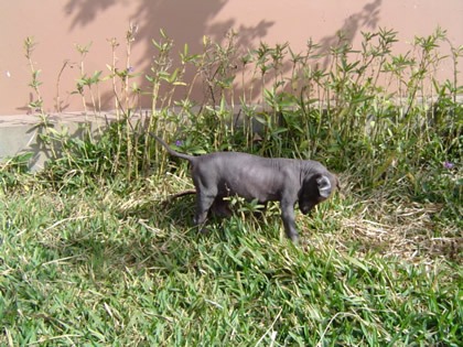 PERRO PERUANO 01