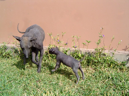 PERRO PERUANO 02