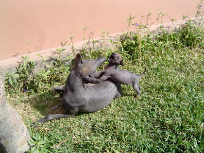 PERRO PERUANO 04