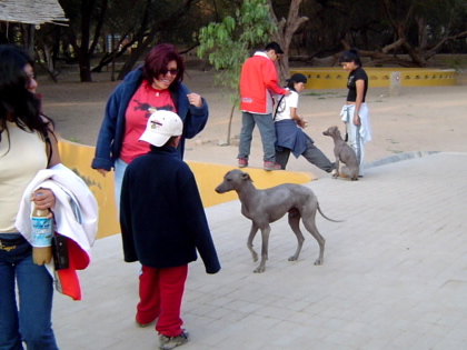 PERRO PERUANO 05