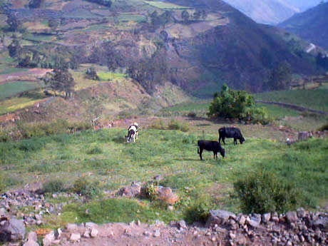 ganaderia san miguel