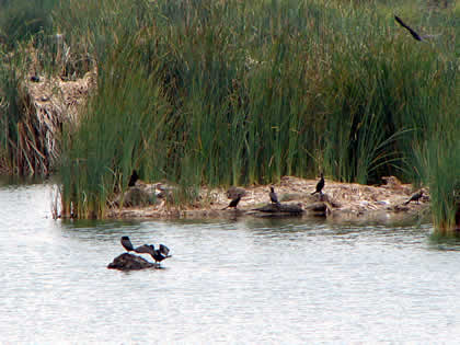 LOS PANTANOS DE VILLA 05