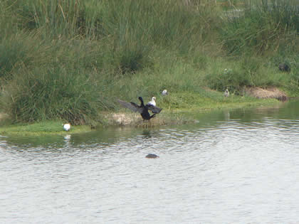 LOS PANTANOS DE VILLA 11