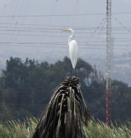 LOS PANTANOS DE VILLA 13