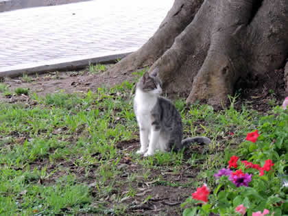 PARQUE CENTRAL DE MIRAFLORES - PARQUE KENNEDY 08