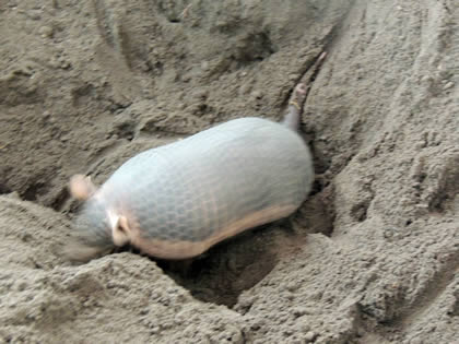 CREA - ARMADILLO 07