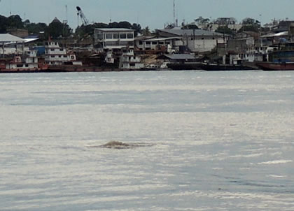 DELFIN ROSADO DEL AMAZONAS 01
