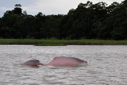 DELFIN ROSADO DEL AMAZONAS 07