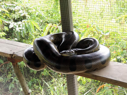 EL PARAISO DEL AMAZONAS ANACONDA 01