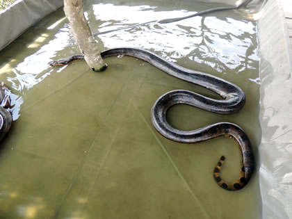 EL PARAISO DEL AMAZONAS ANACONDA 07
