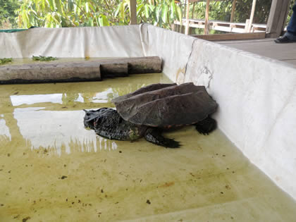 EL PARAISO DEL AMAZONAS - TORTUGA MATAMATA 01