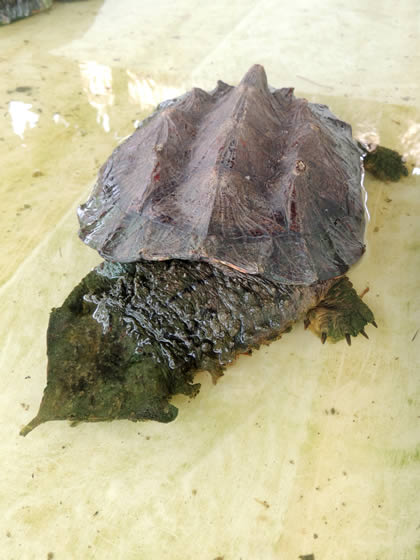 EL PARAISO DEL AMAZONAS - TORTUGA MATAMATA 02